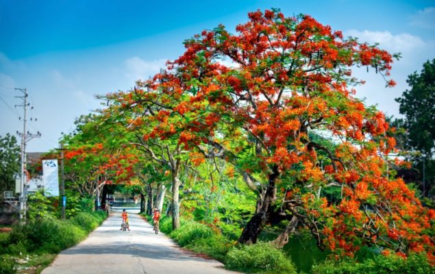 Trưa hè | Bài thơ Trưa hè (Trần Đăng Khoa)