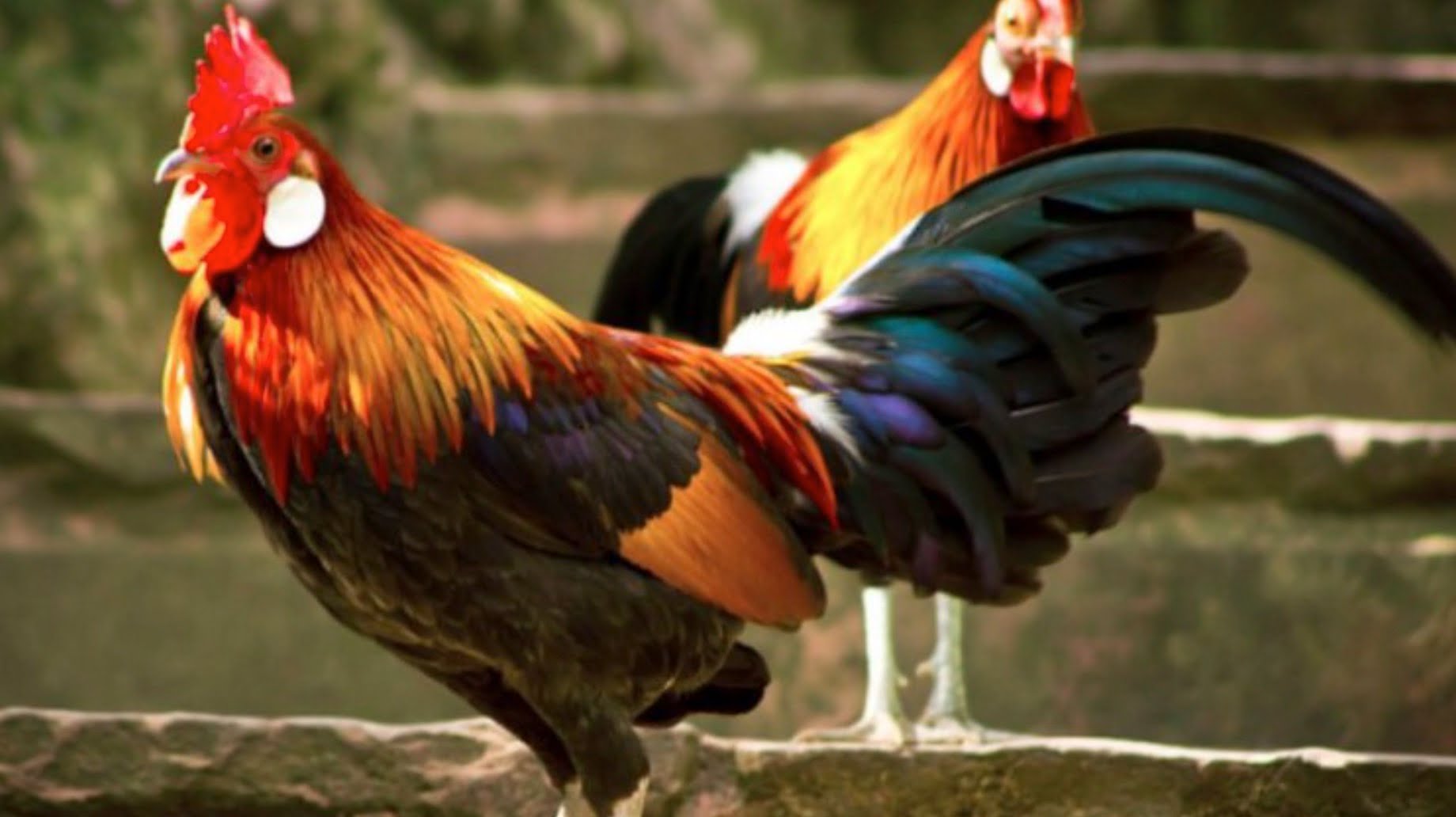 Truyện Hai con gà trống: có 2 con gà cùng một gà mẹ sinh ra