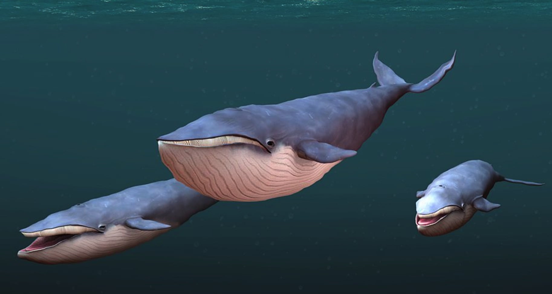 Cá voi xanh | Bài thơ Cá voi (Thụy Anh)