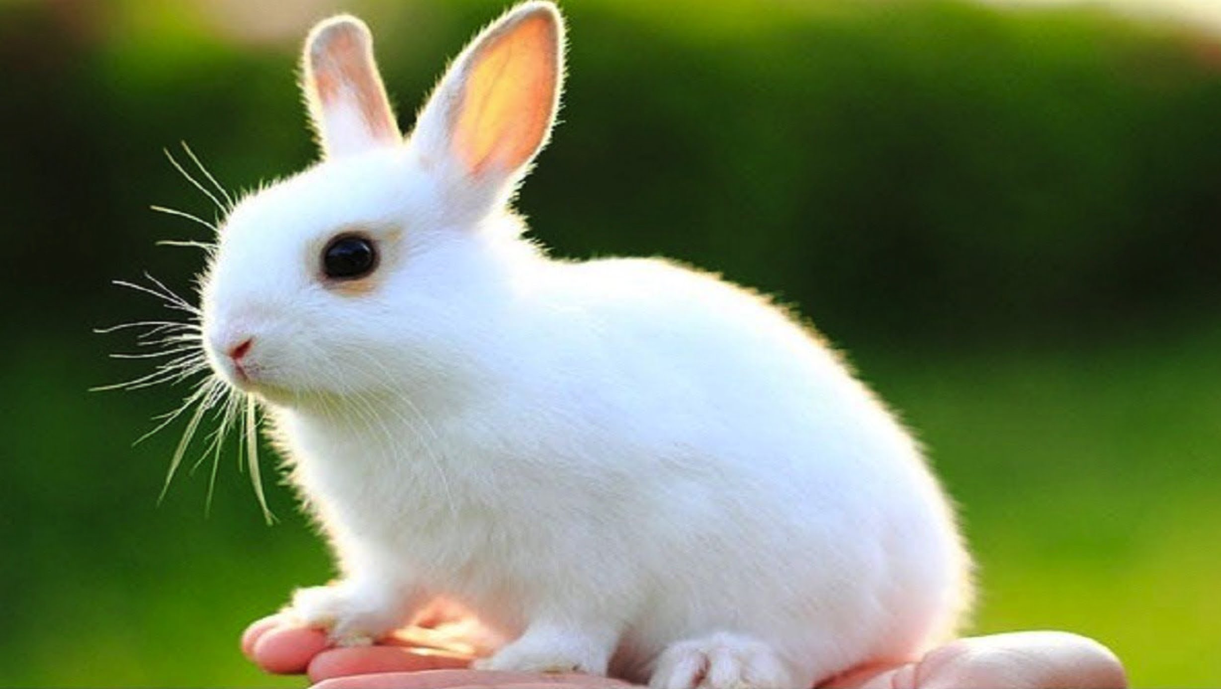 Thỏ con | Bài thơ Thỏ con (Võ Quảng): Thỏ con run rẩy