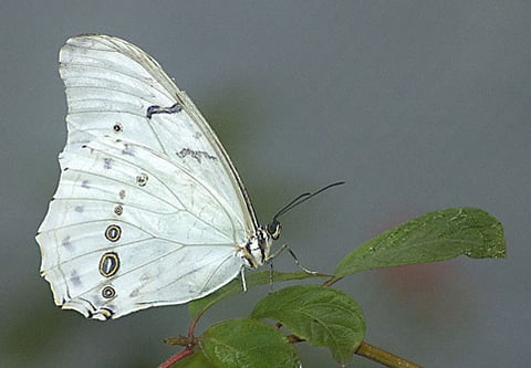 Con bướm trắng