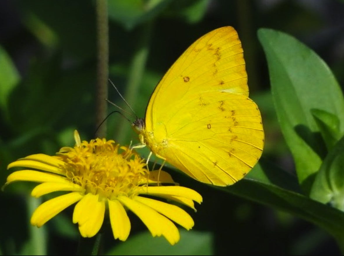 Con bướm vàng | Bài thơ Con bướm vàng (Trần Đăng Khoa)