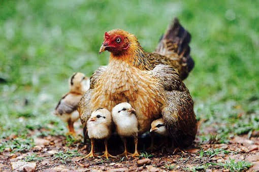 Bài thơ Gà mẹ và gà con