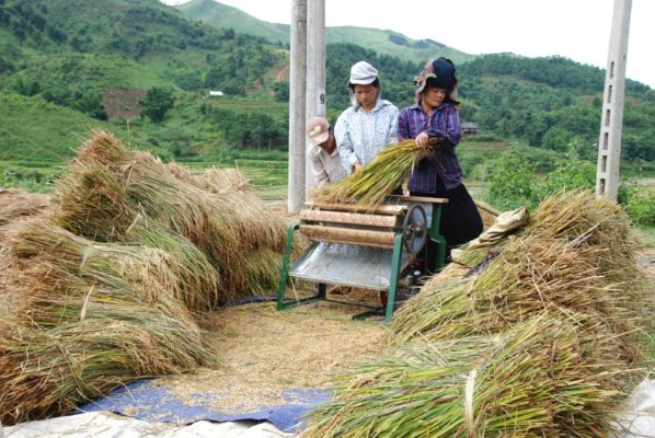 Cái máy tuốt lúa